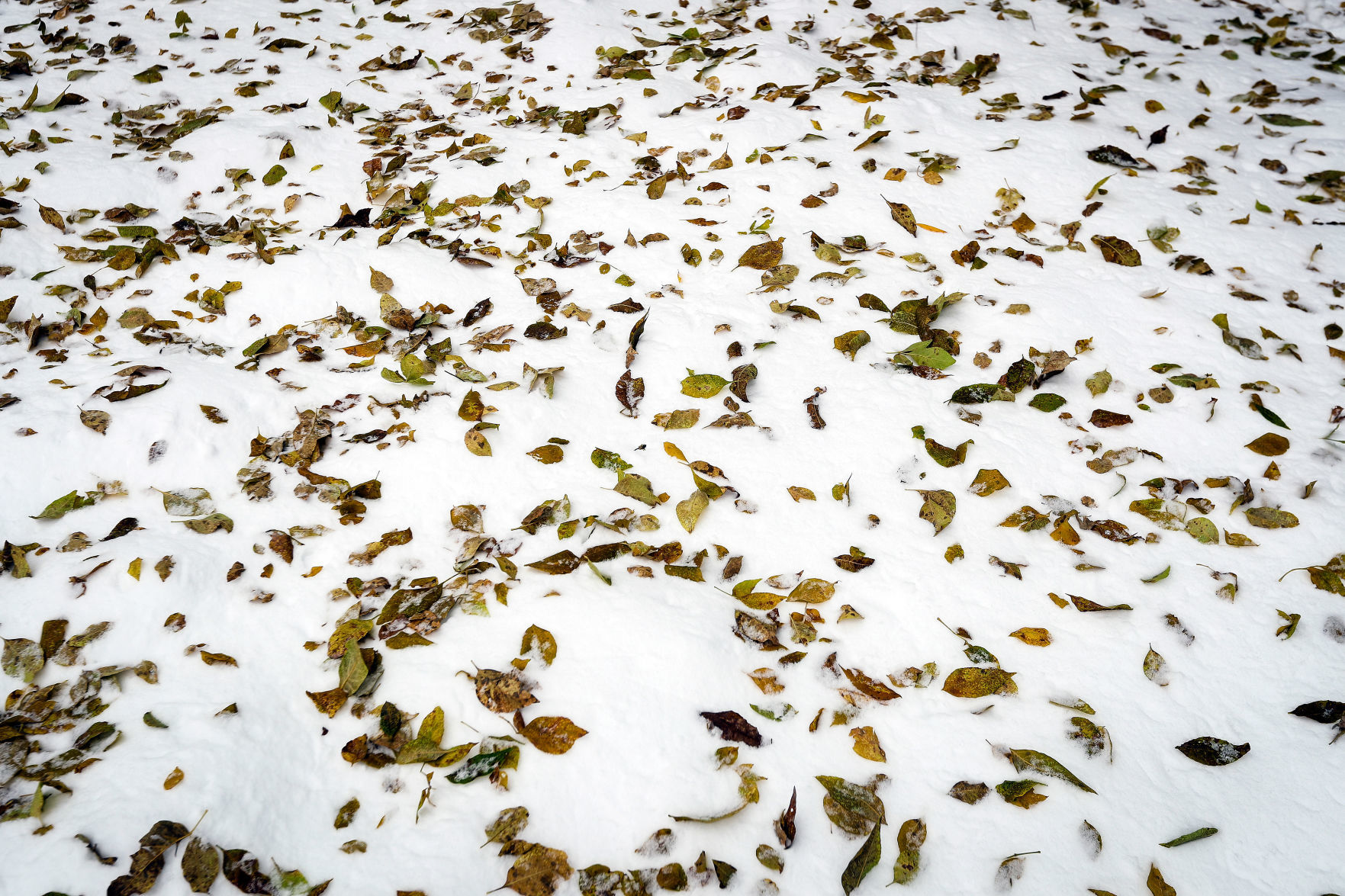First Snowfall of the Winter